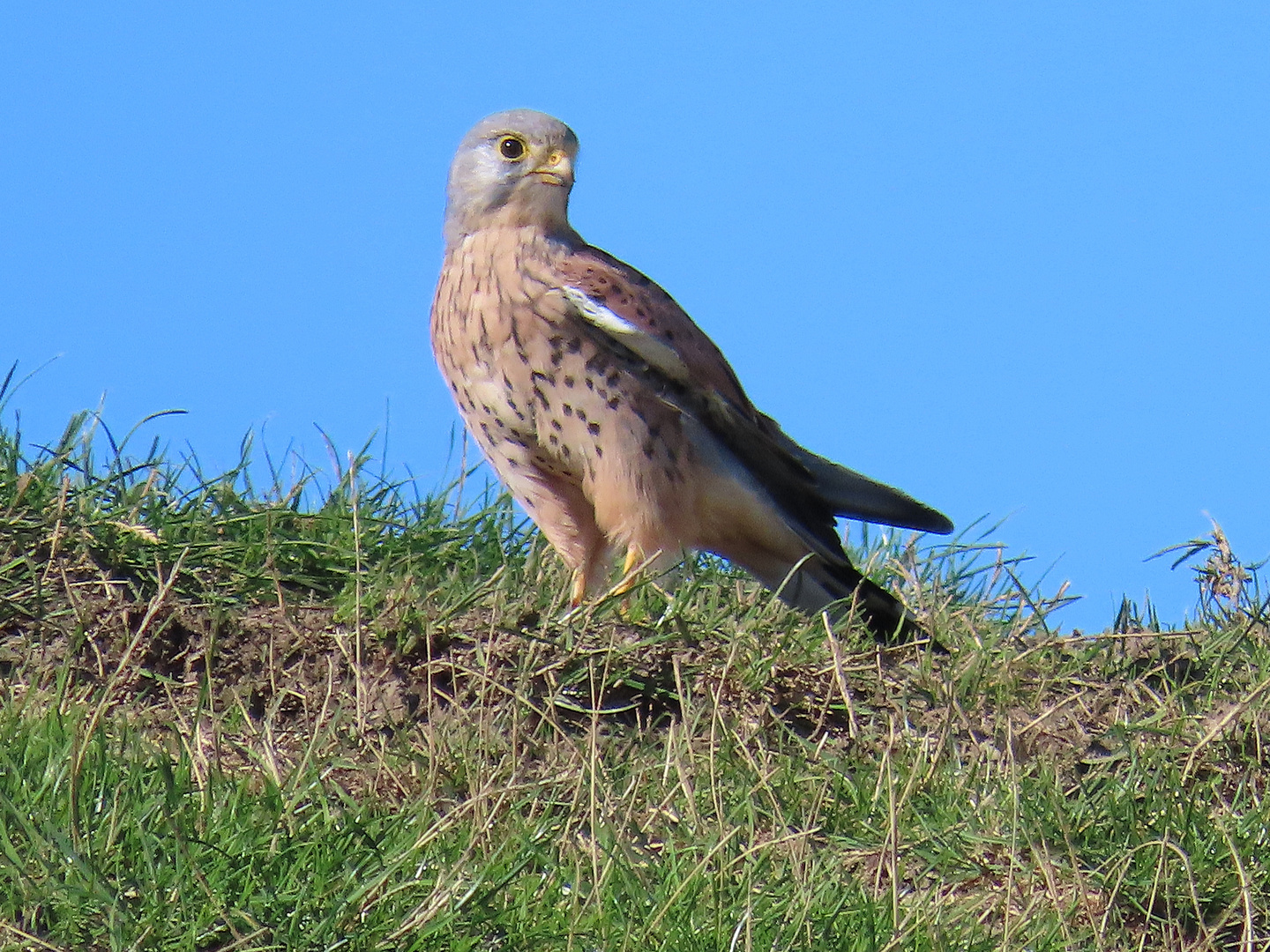 Turmfalke auf dem Deich