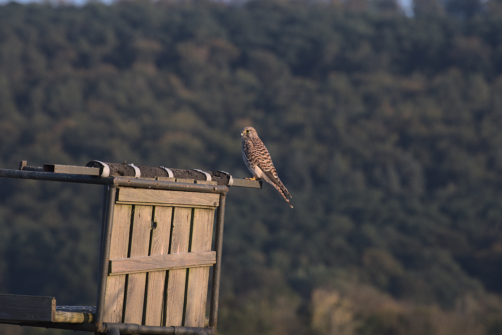 Turmfalke auf dem Jägersitz