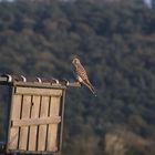 Turmfalke auf dem Jägersitz