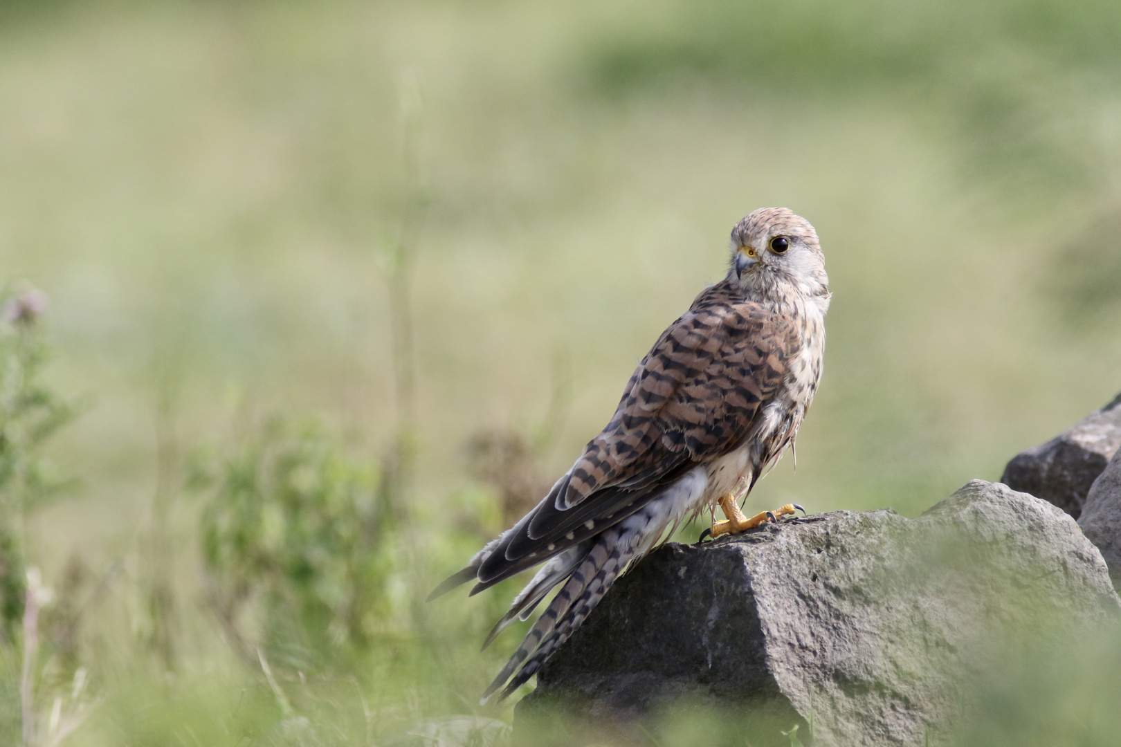 Turmfalke auf dem Stein!