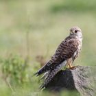 Turmfalke auf dem Stein!