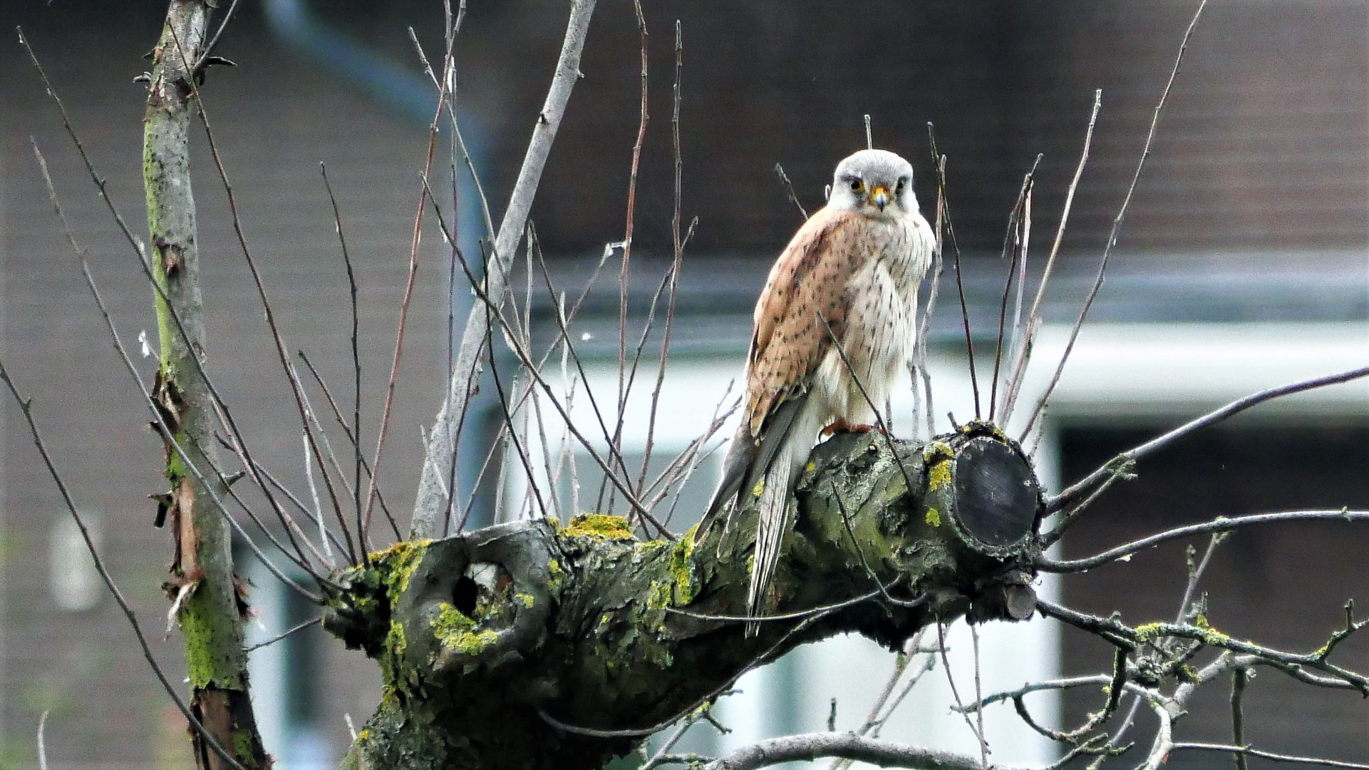 Turmfalke auf dem trockenen, alten Apfelbaum