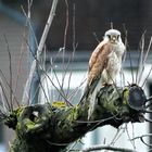 Turmfalke auf dem trockenen, alten Apfelbaum