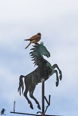 Turmfalke auf dem Wetterhahn