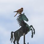 Turmfalke auf dem Wetterhahn