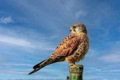 Turmfalke auf dem Zaunpfahl