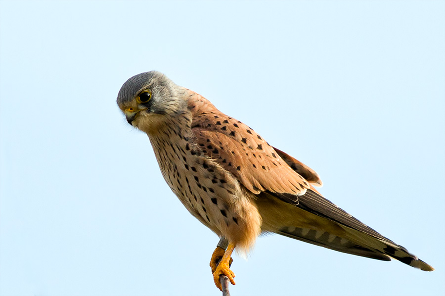 Turmfalke auf der Ansitzwarte