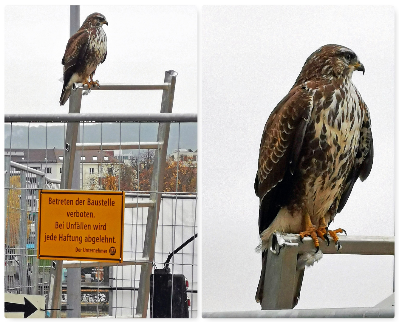 Turmfalke auf der Baustelle