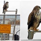 Turmfalke auf der Baustelle