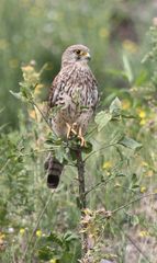 Turmfalke auf der Halde Hoheward