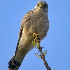 Turmfalke auf der höchsten Spitze eines Baumes.