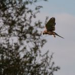 Turmfalke auf der Jagd