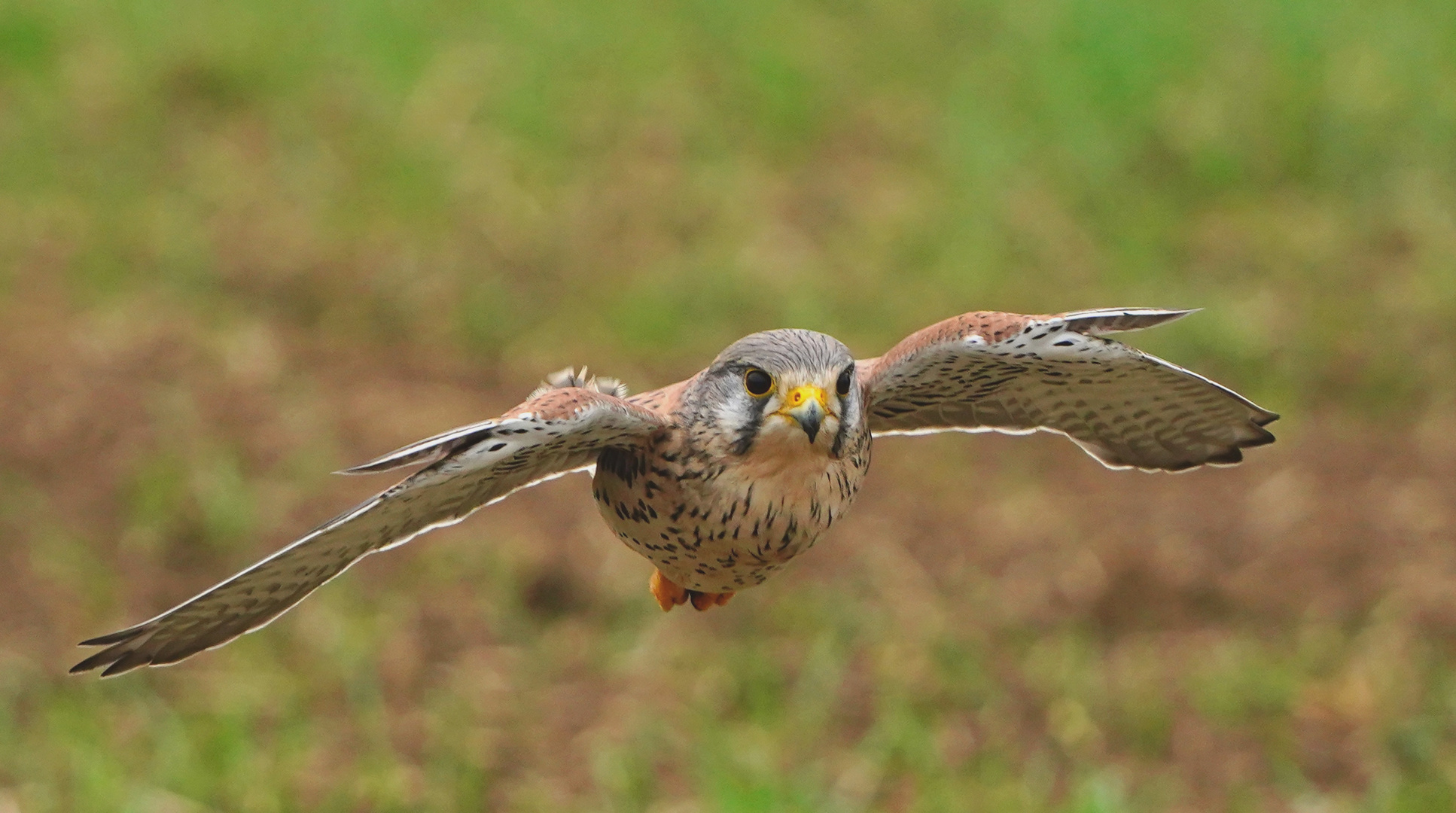 Turmfalke auf der Jagd