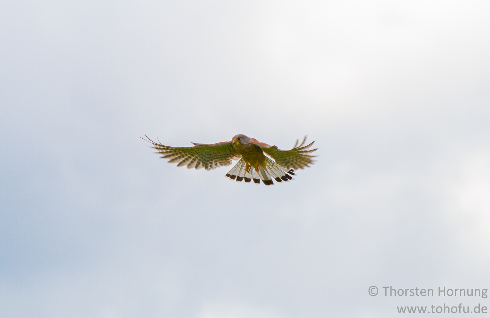 Turmfalke auf der Jagd