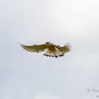 Turmfalke auf der Jagd