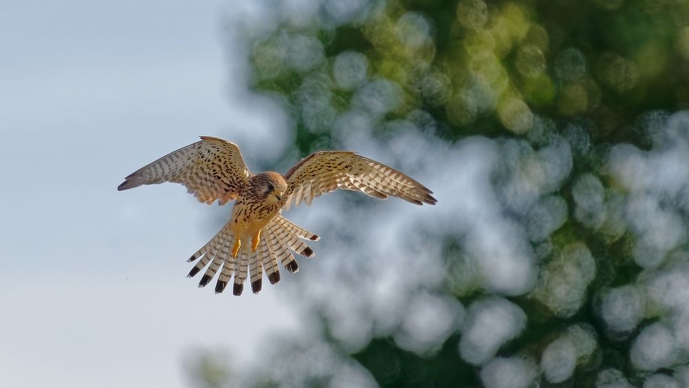 Turmfalke auf der Jagd