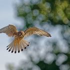 Turmfalke auf der Jagd