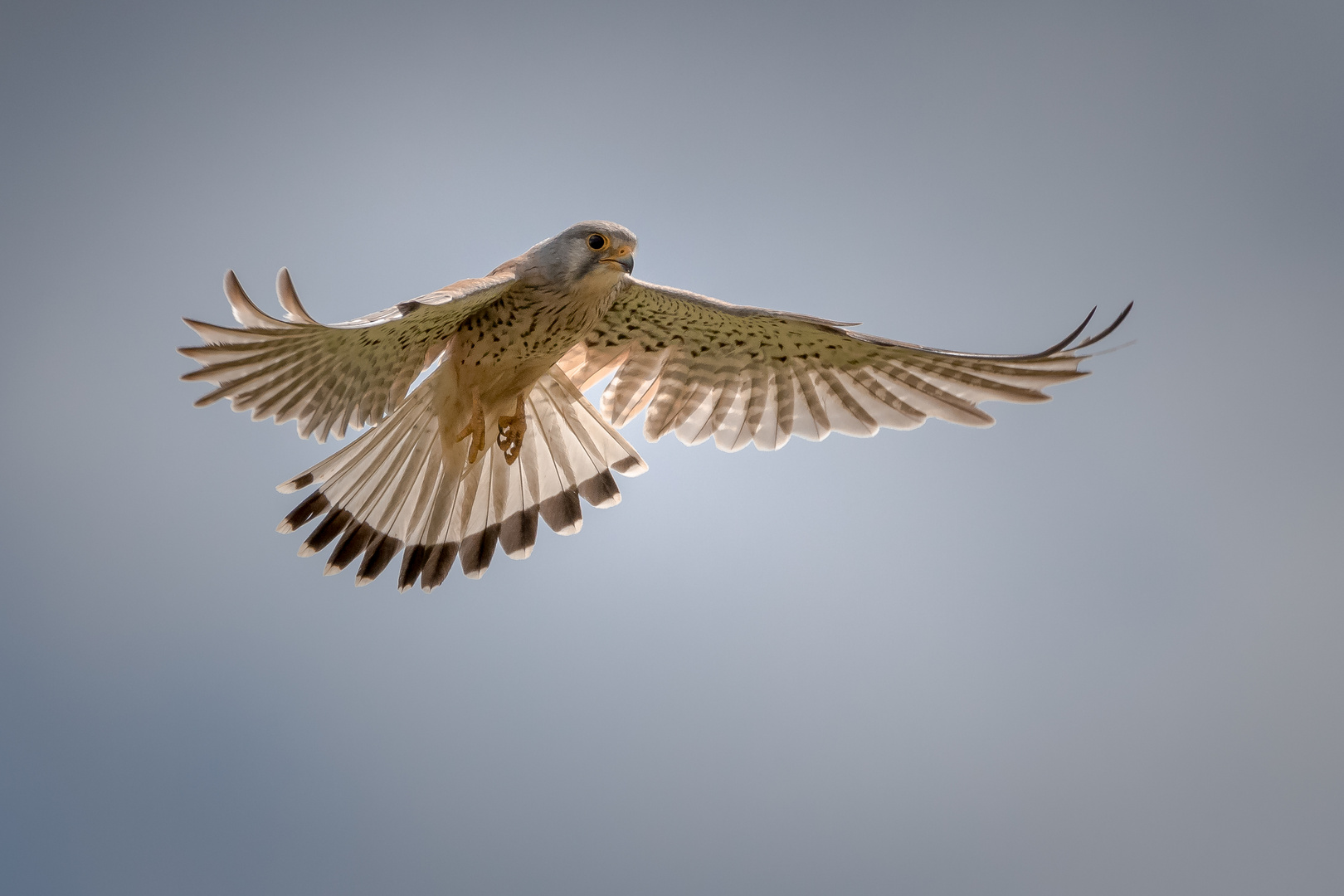 Turmfalke auf der Jagd