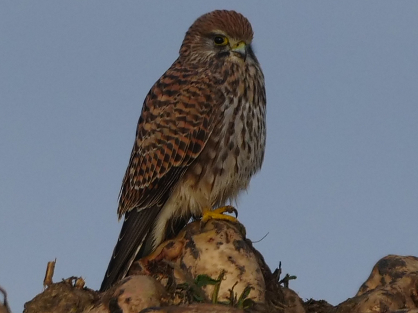 Turmfalke auf der Jagd