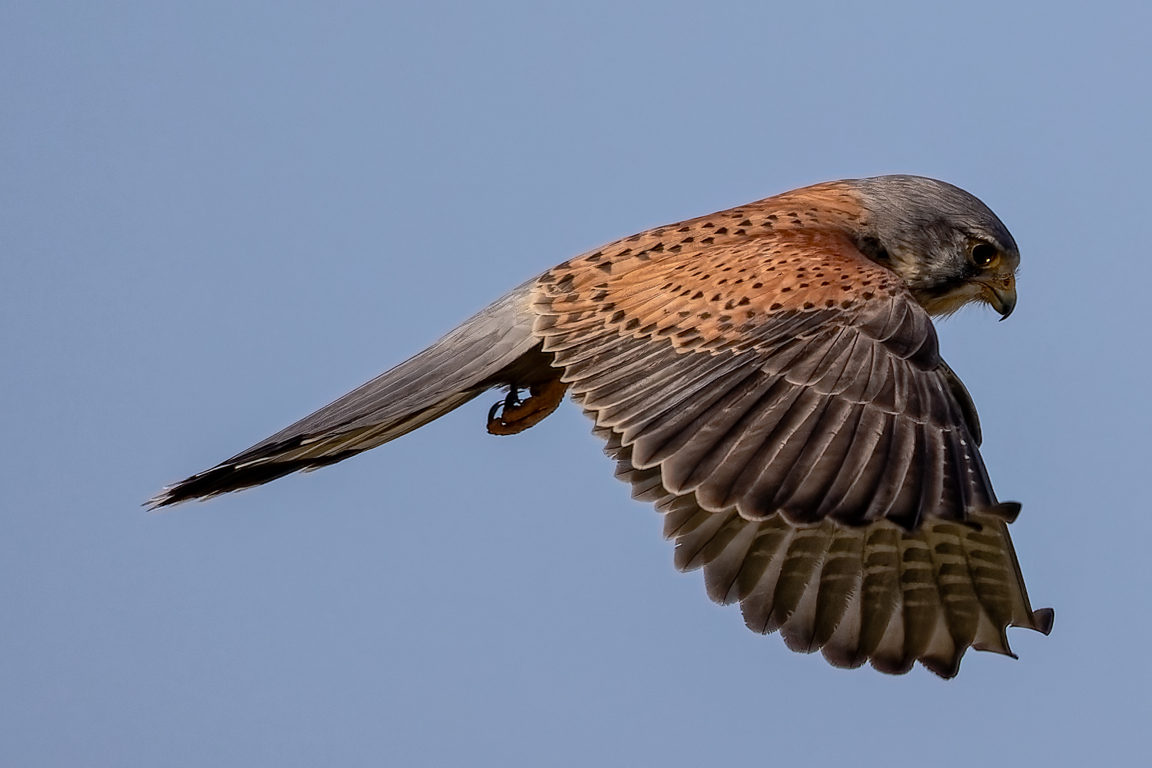 Turmfalke auf der Jagd