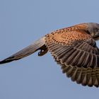 Turmfalke auf der Jagd