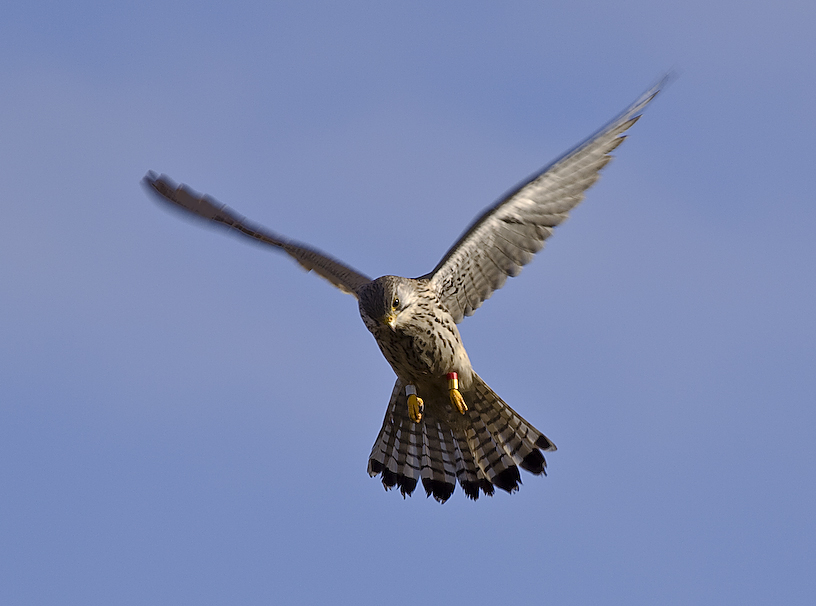 Turmfalke auf der Jagd