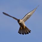 Turmfalke auf der Jagd