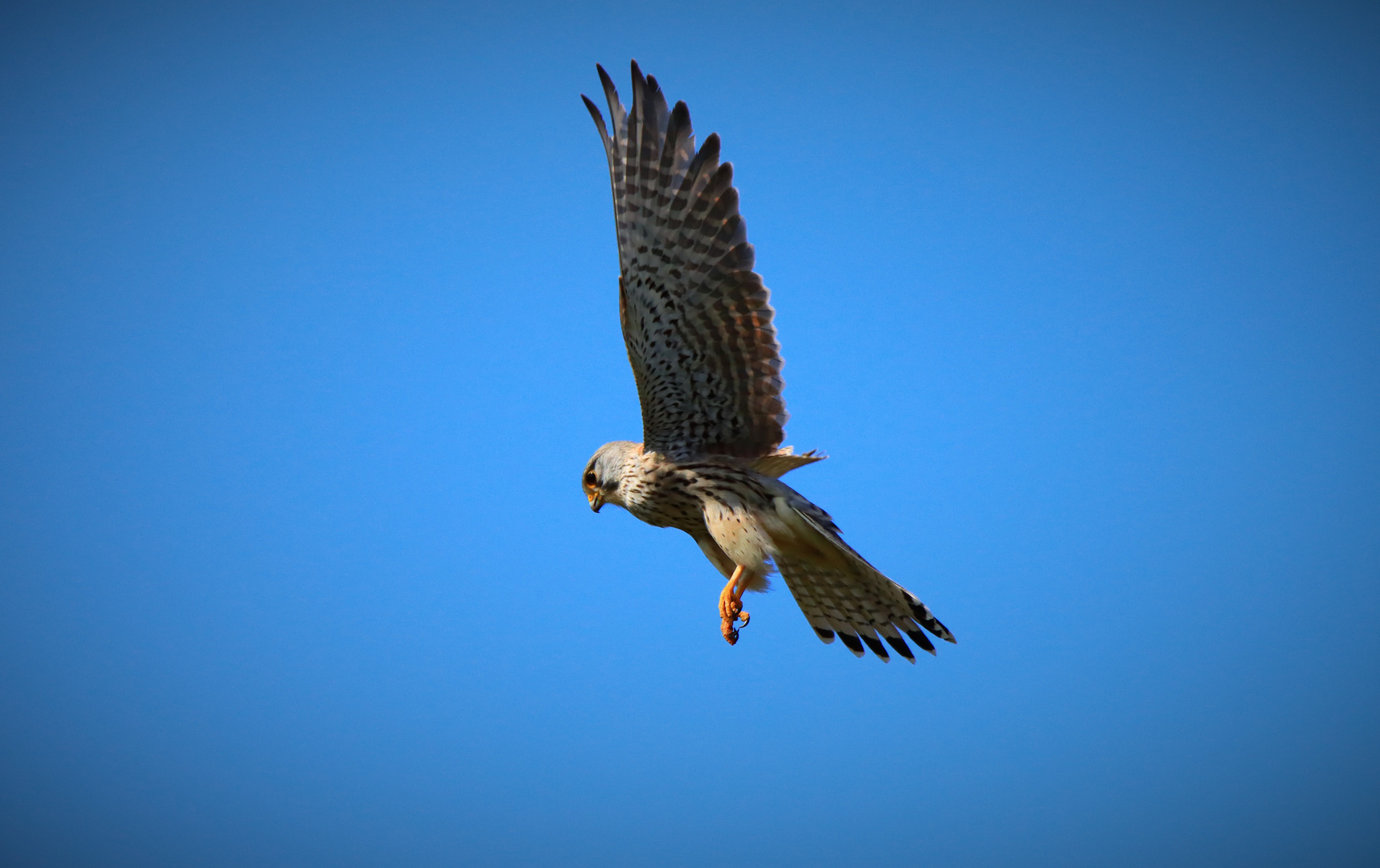 Turmfalke auf der Jagt