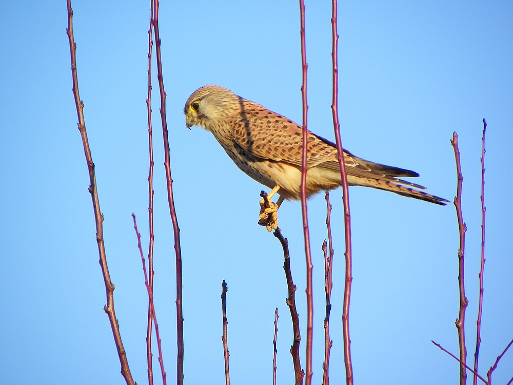 Turmfalke auf der Lauer