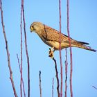 Turmfalke auf der Lauer