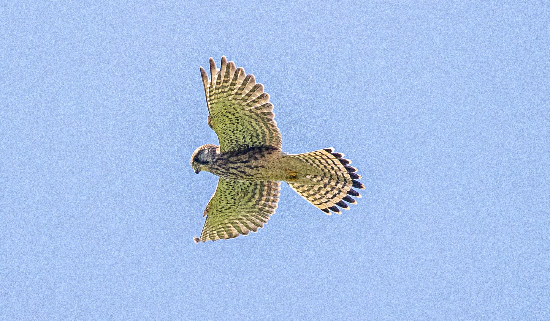 Turmfalke auf der Lauer