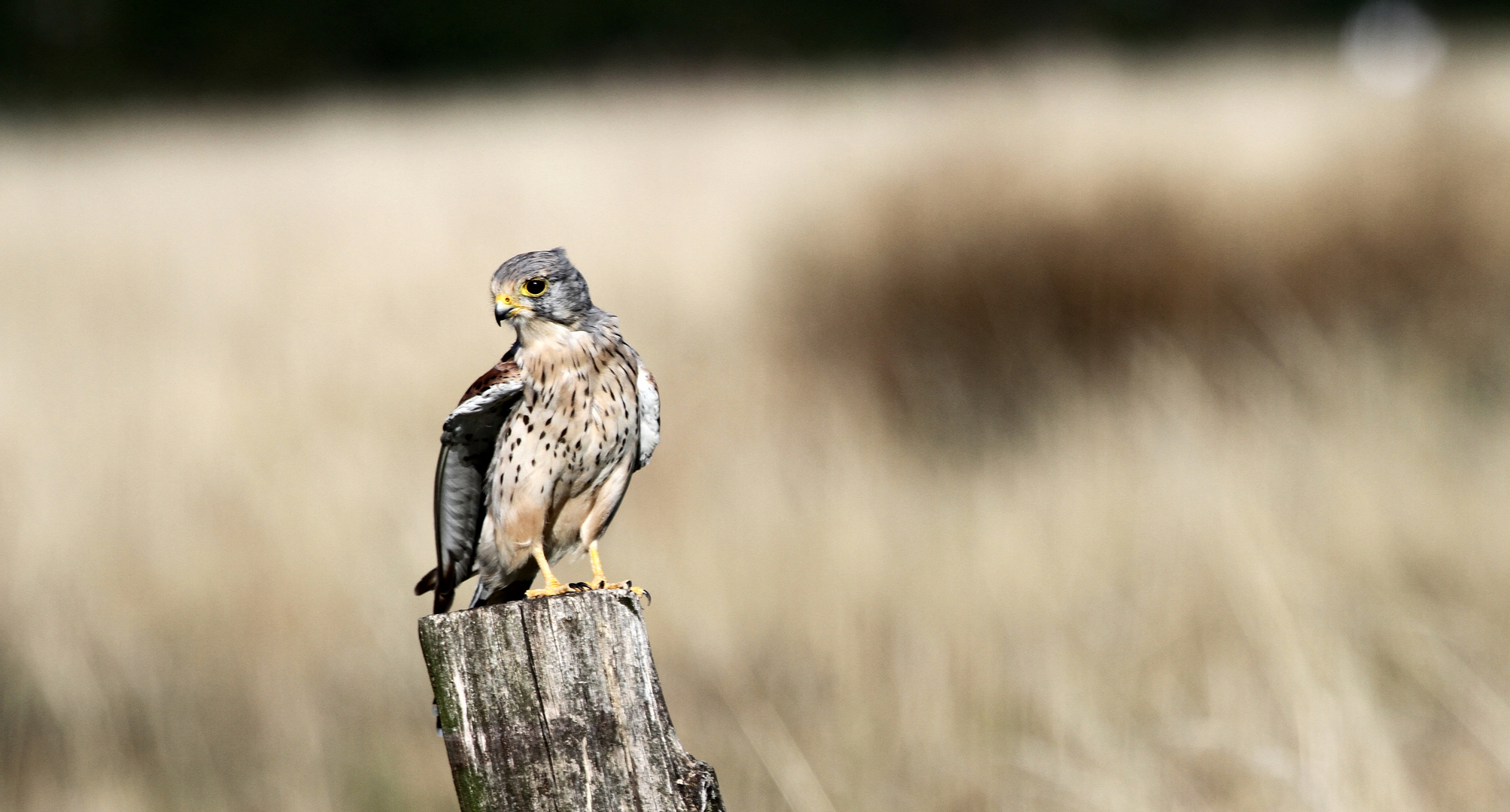 Turmfalke auf der Lauer 