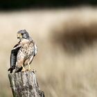 Turmfalke auf der Lauer 