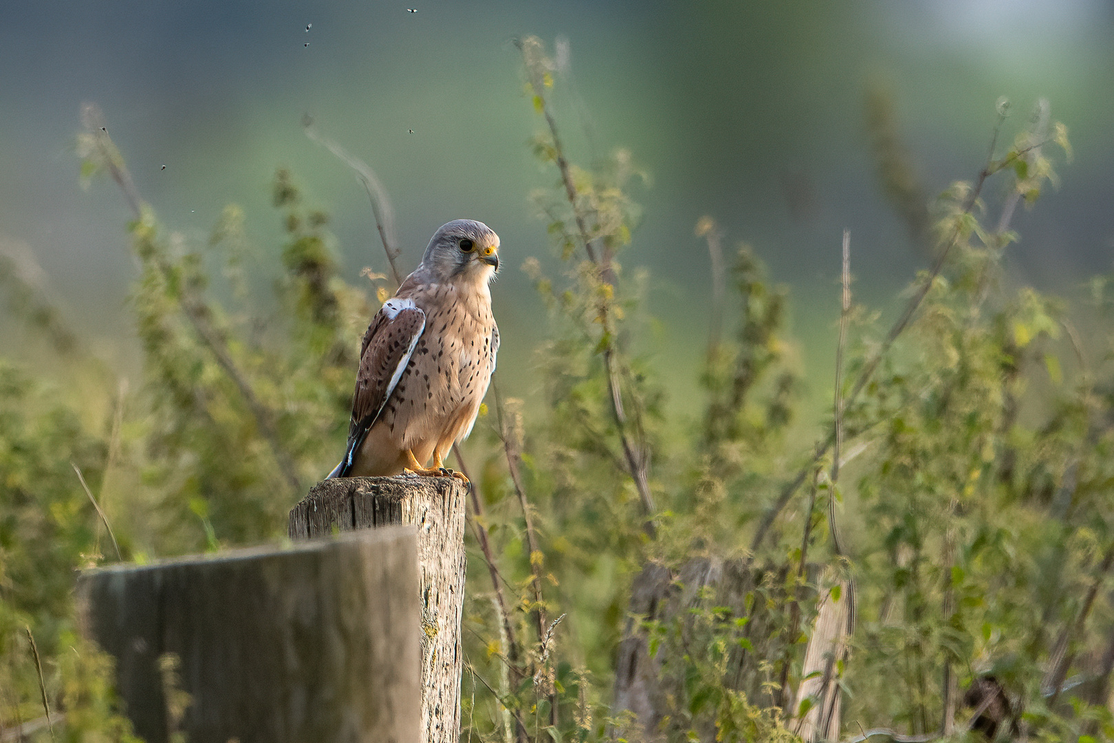 Turmfalke - auf der Lauer