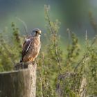 Turmfalke - auf der Lauer