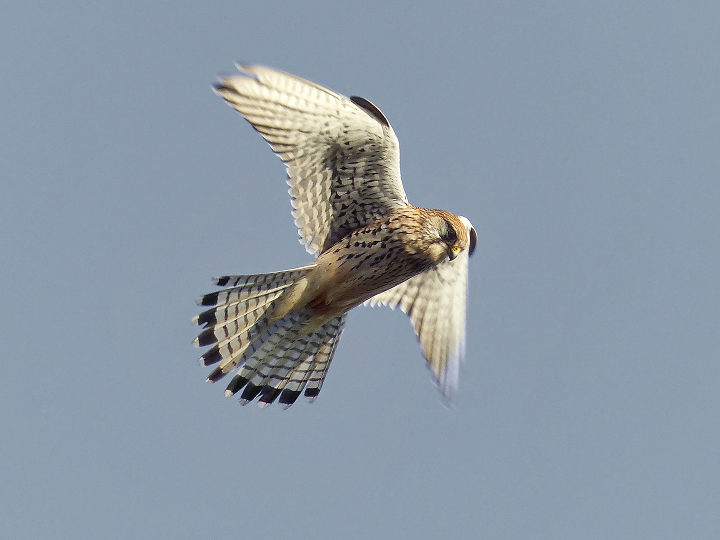   Turmfalke auf der Suche nach Beute