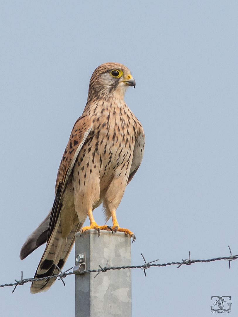 Turmfalke auf der Umzäunung einer Photovoltaikanlage zwischen Wald und Wiesen