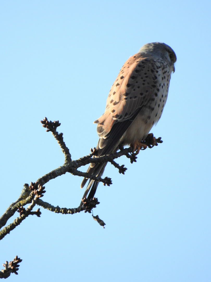 Turmfalke auf einem Ast