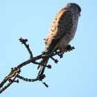 Turmfalke auf einem Ast