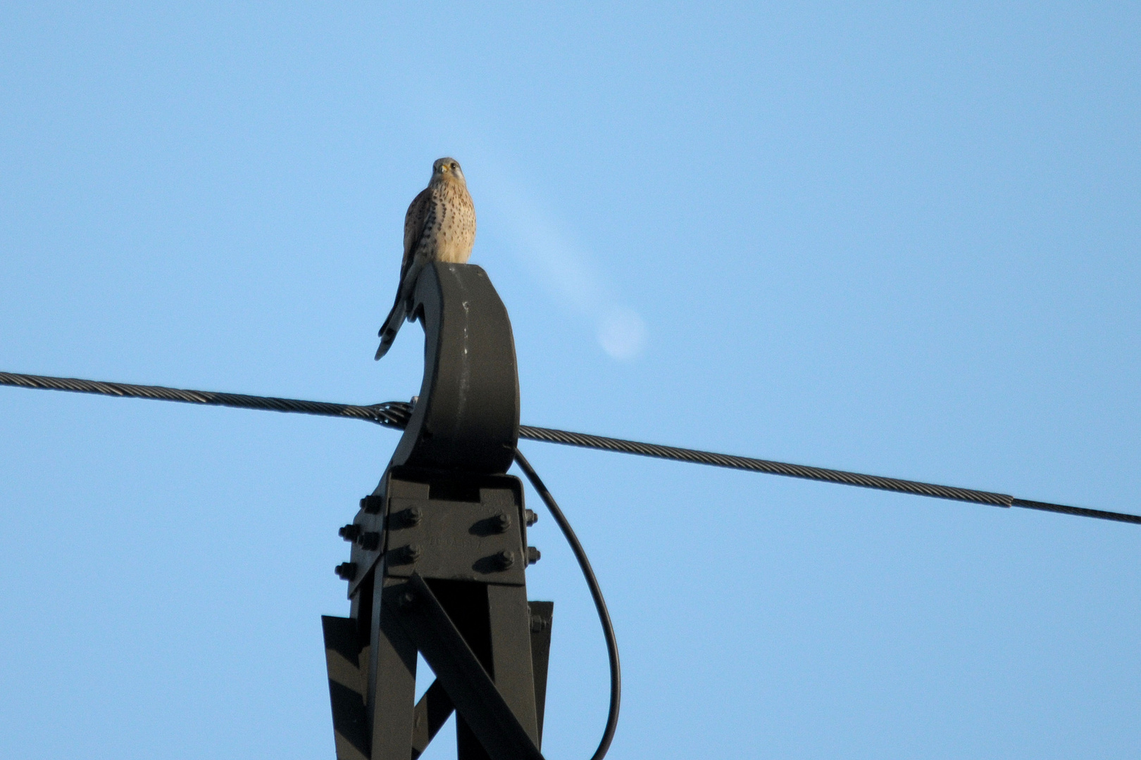 Turmfalke auf einem Strommasten