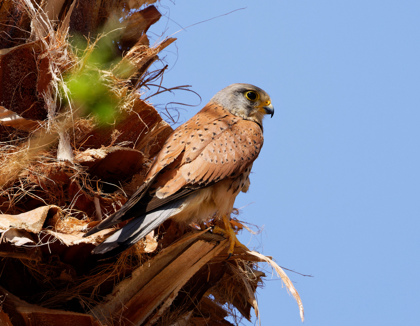 Turmfalke auf einer Dattelpalme.