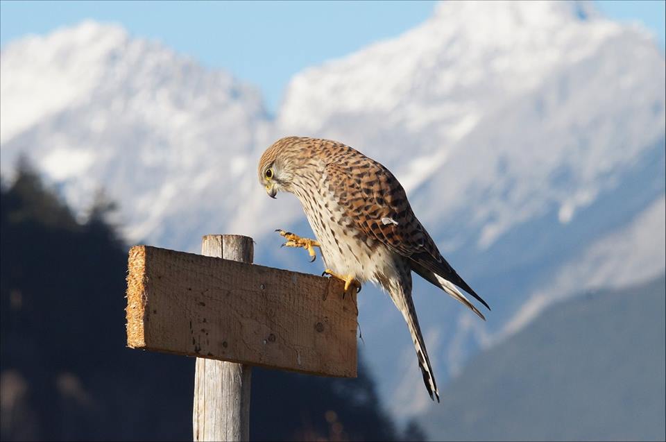 Turmfalke auf Futtersuche