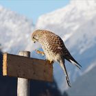 Turmfalke auf Futtersuche