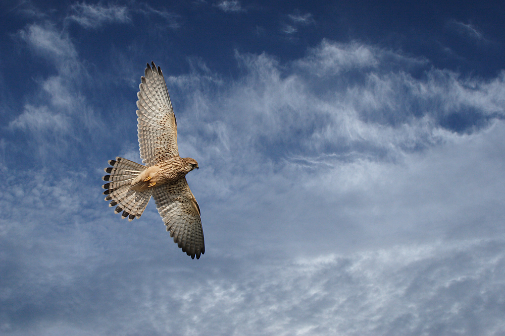 Turmfalke auf Helgoland