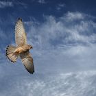 Turmfalke auf Helgoland