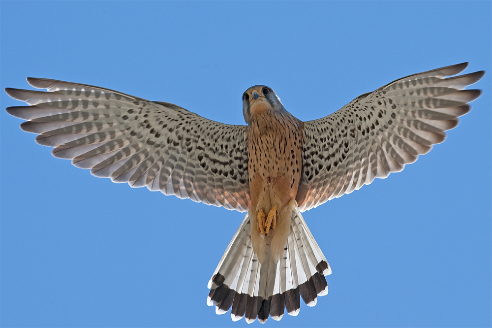 Turmfalke auf Jagd