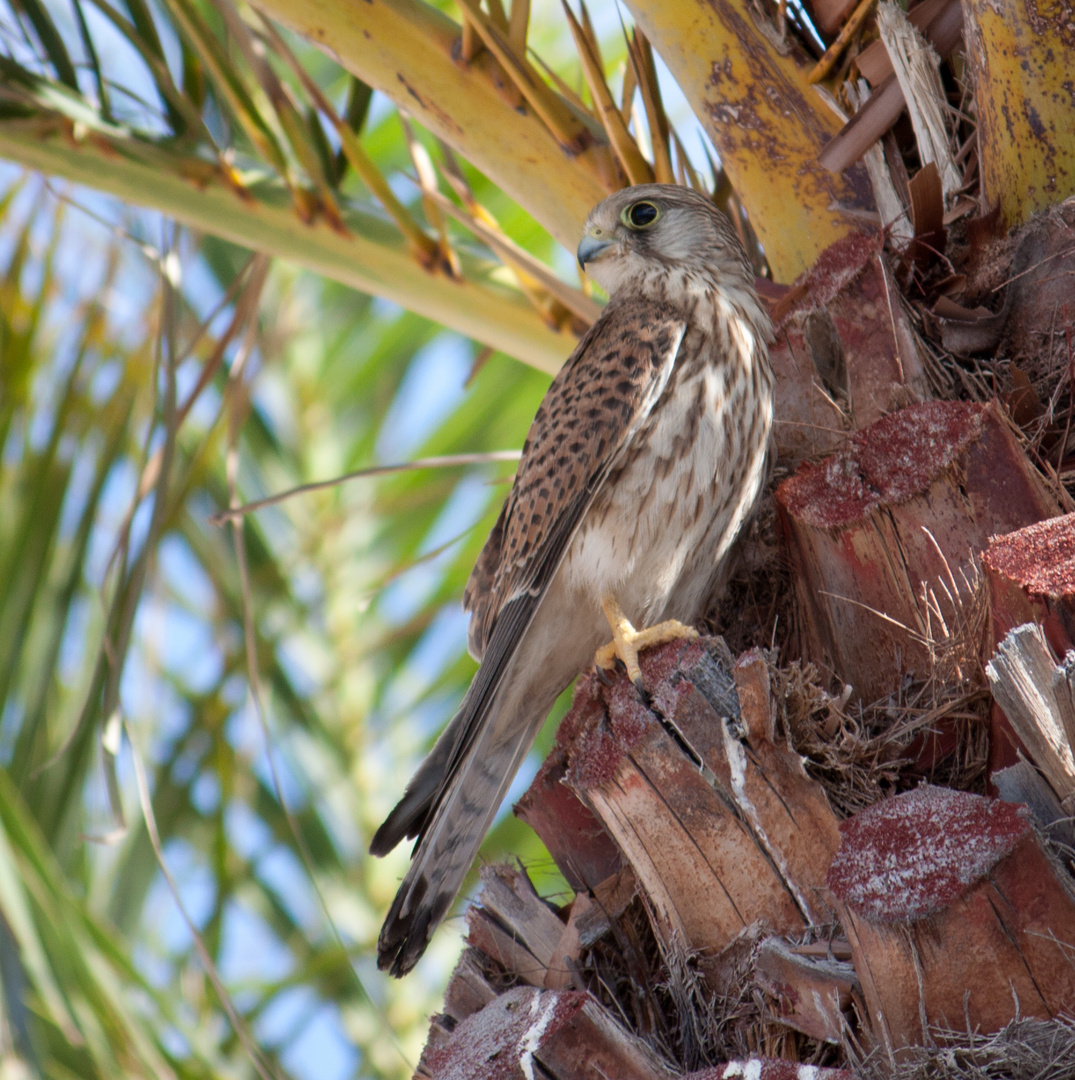 Turmfalke auf Lanzarote