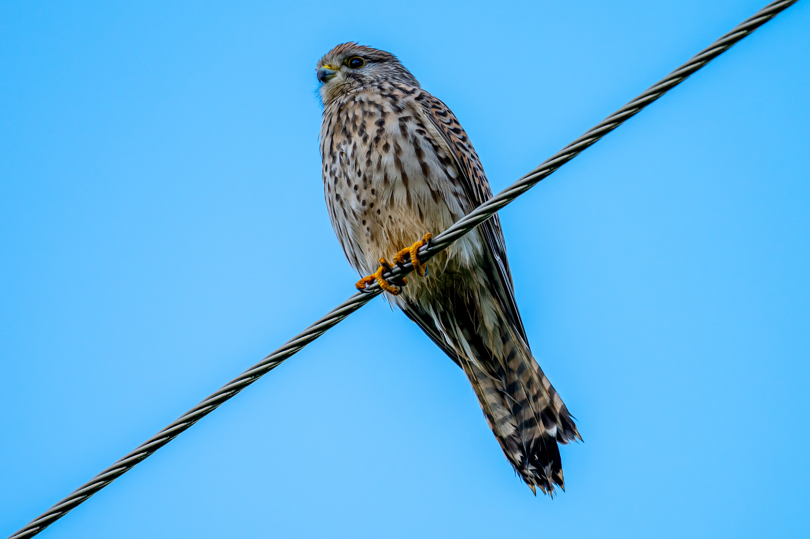 Turmfalke auf Leitung