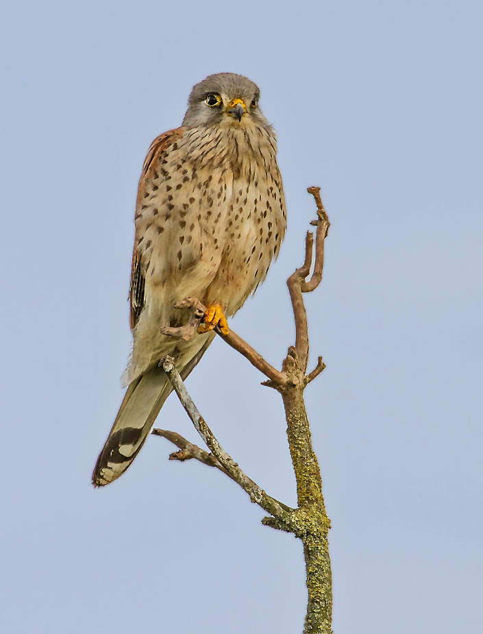 Turmfalke auf Lieblingsast (+ Entstehungsgeschichte zum Bild)