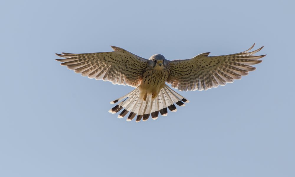 Turmfalke auf Mäusejagd